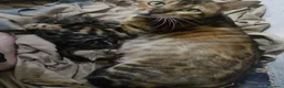 Bengala gatti in vendita: Gattina Bengala con pedigree - Annuncio 1