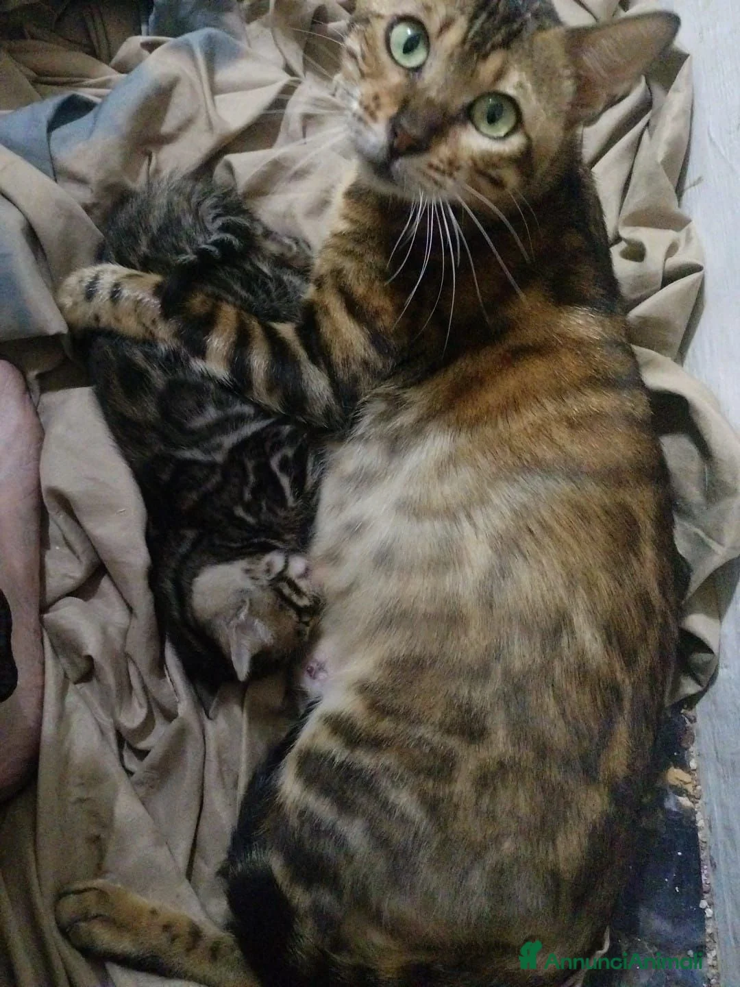 Bengala gatti in vendita: Gattina Bengala con pedigree - Annuncio 1