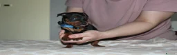 Pinscher Miniatura cani in vendita: Pinscher nano  - Annuncio 15