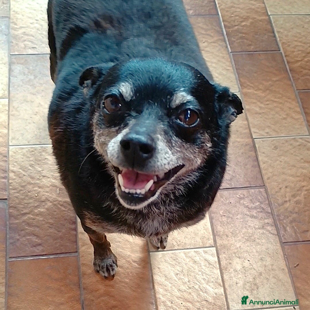 Meticcio cani in regalo: Nerina, la peperina cicciottina  - Annuncio 2