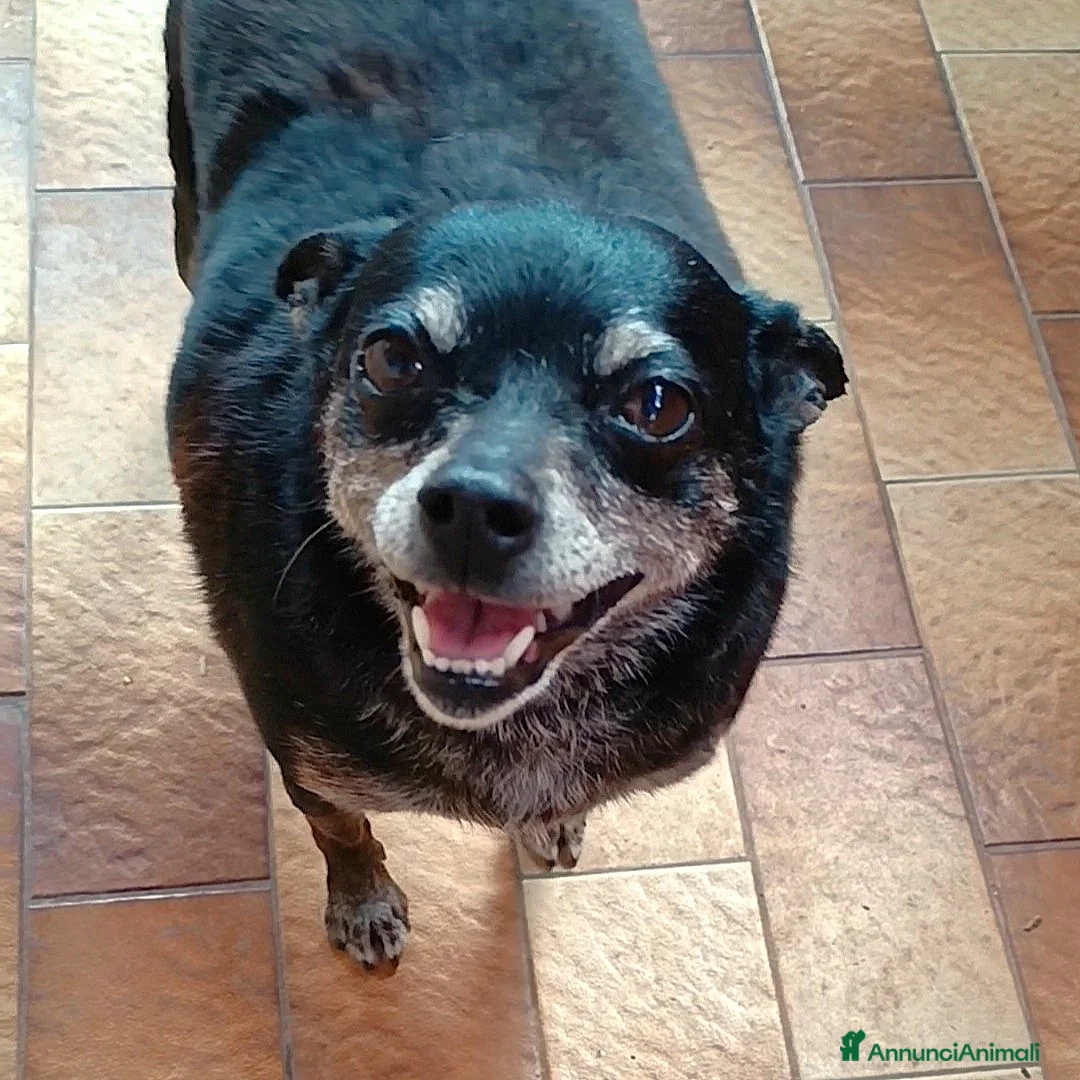 Meticcio cani in regalo: Nerina, la peperina cicciottina  - Annuncio 2