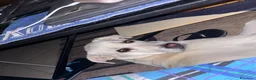 Labrador cani in regalo: Choji a Provincia di Grosseto - Annuncio 4