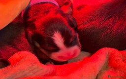 Bovaro del Bernese cani in vendita: Disponibili Cuccioli Bovaro Del Bernese - Immagine 11