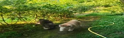 Akita Inu cani in vendita: AKITA - Annuncio 3
