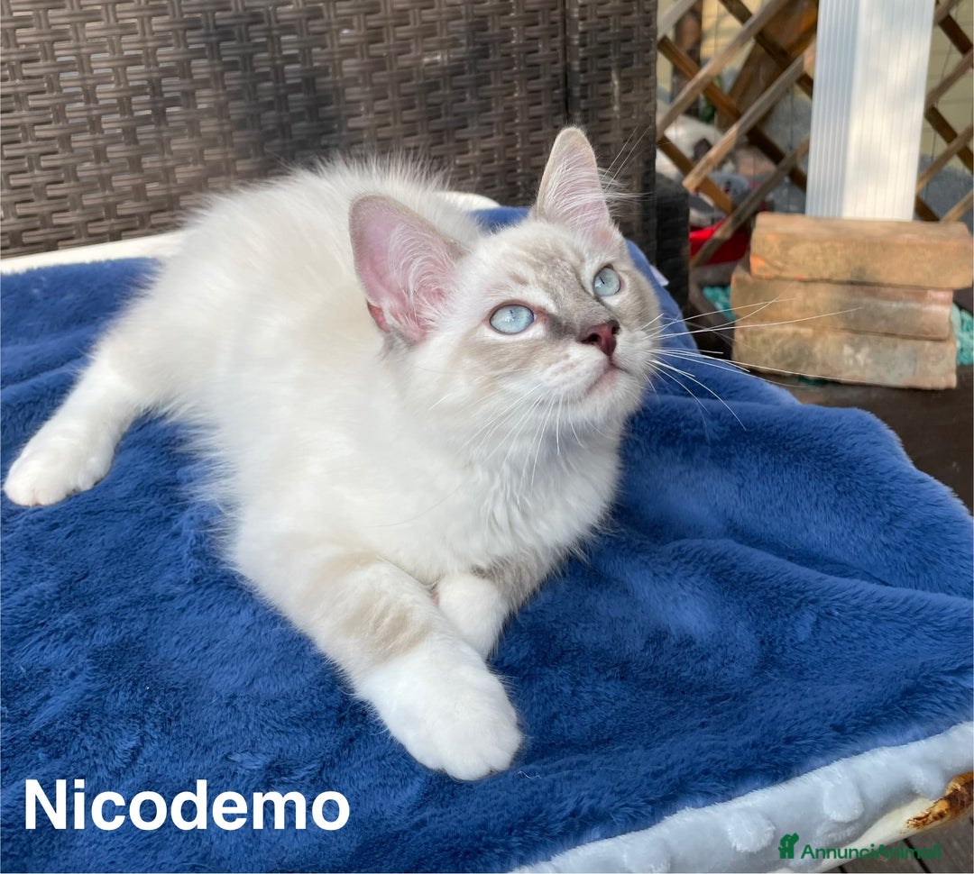 Ragdoll gatti in vendita: Fantastici cuccioli di Ragdoll a Provincia di Pavia - Immagine 10