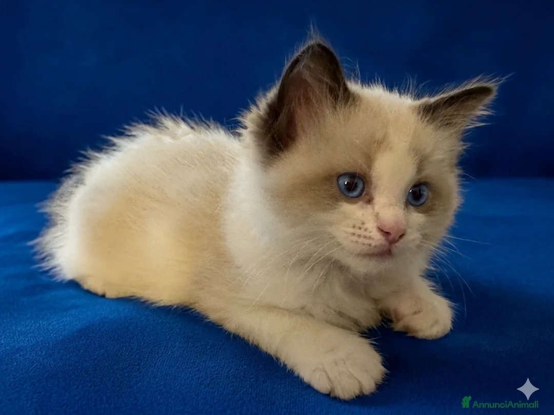 Ragdoll gatti in vendita: Cucciolo seal point bicolour - Annuncio 4