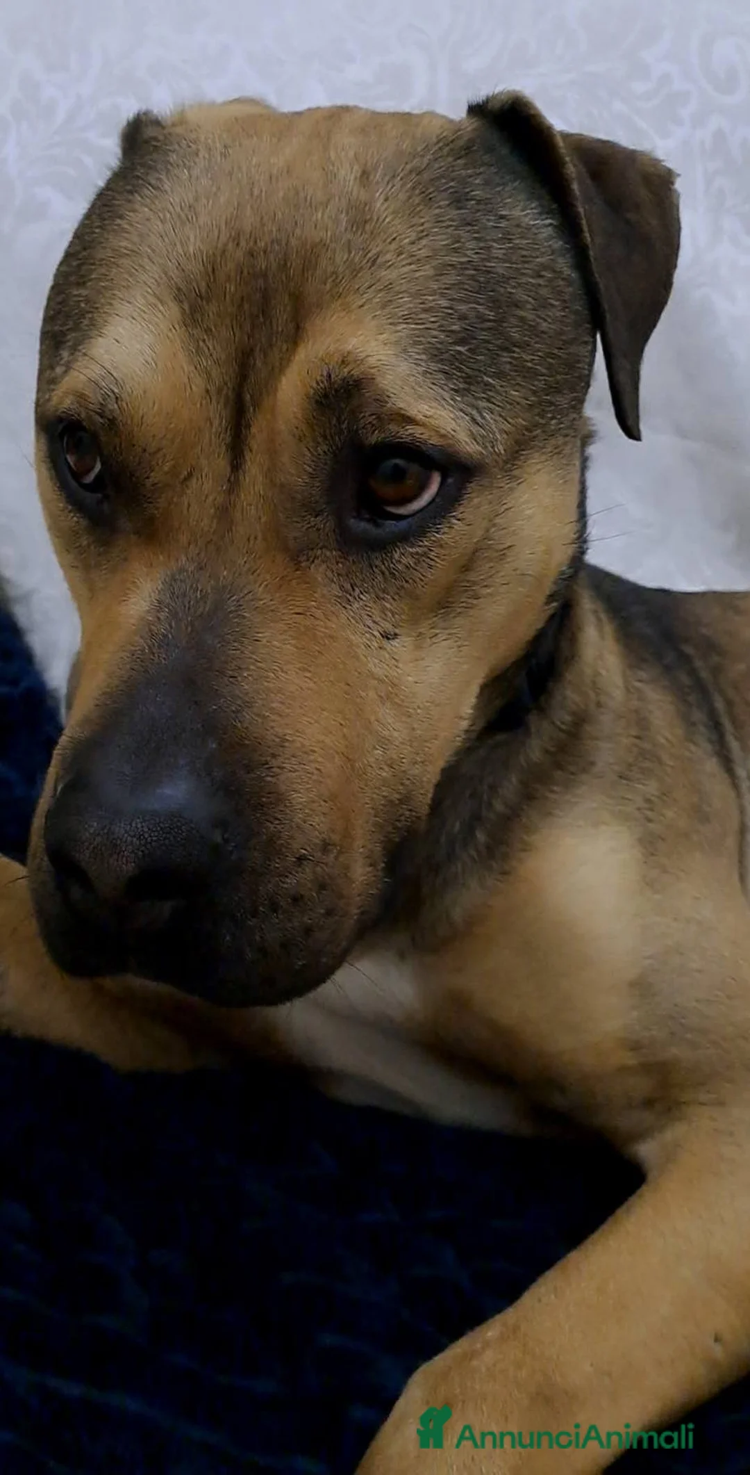 Meticcio cani in regalo: BOBBY CUOREAMORE CERCA  FAMIGLIA - Annuncio 13