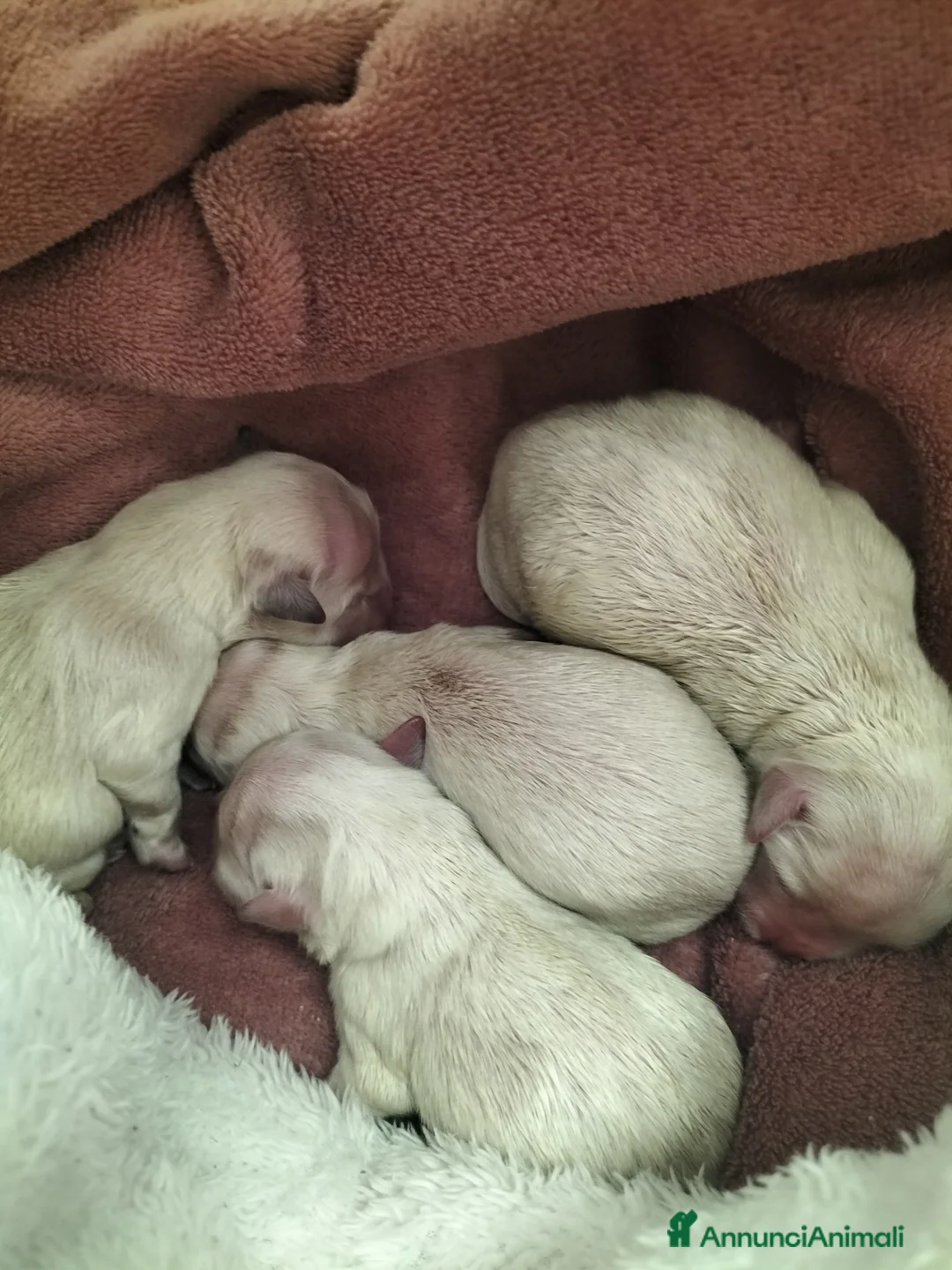 Maltese cani in vendita: Cuccioli di maltese - Annuncio 5