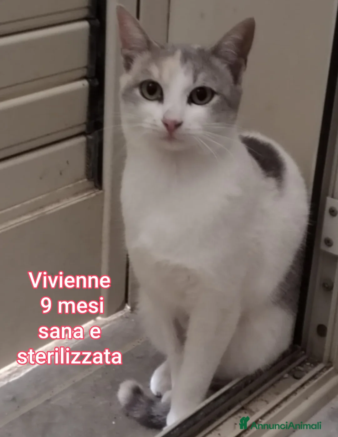 Europeo gatti in regalo: GATTINI ABBANDONATI: URGENTE  - Annuncio 10