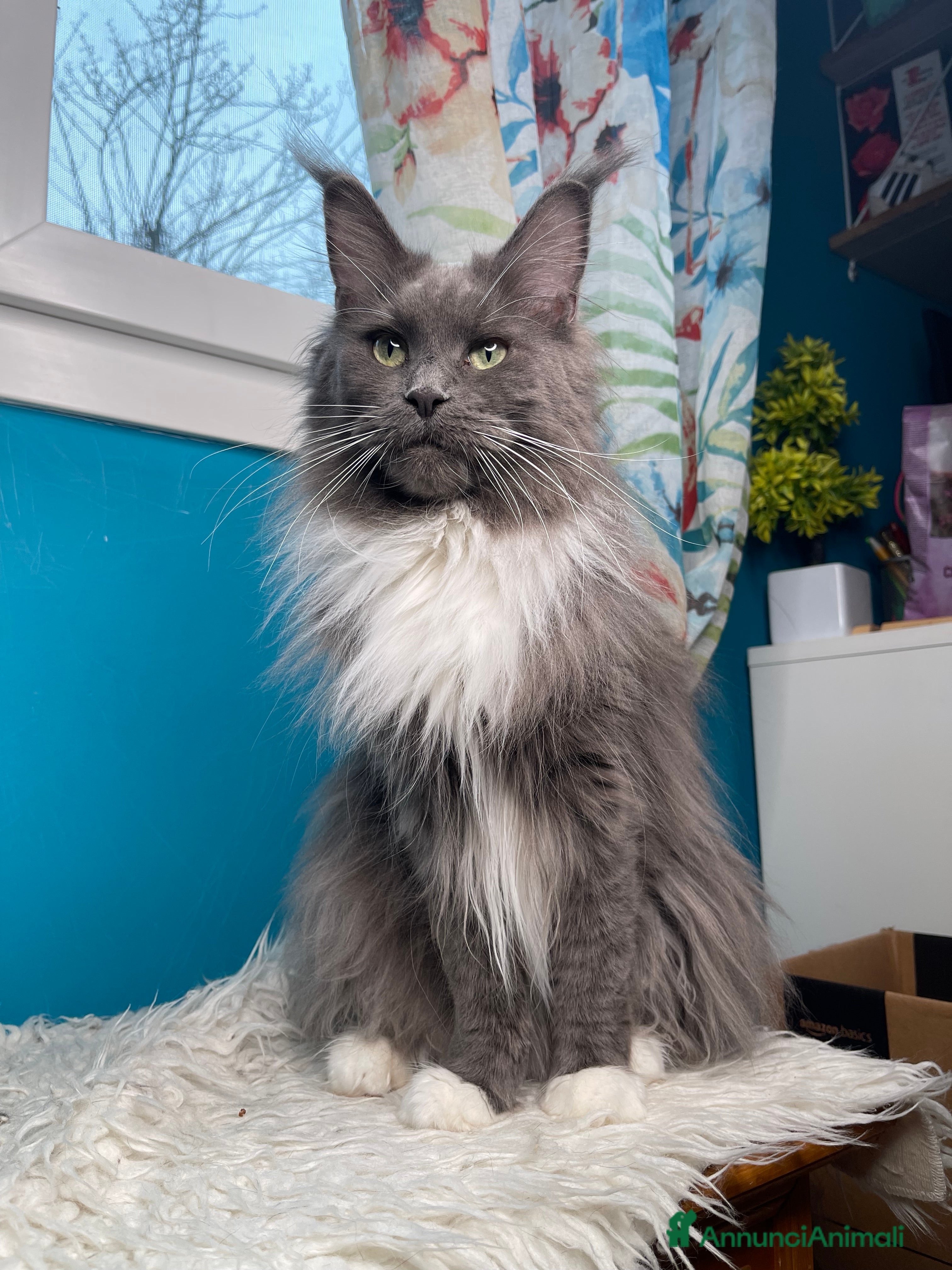 Maine Coon gatti Cucciole Maine coon - Annuncio 7