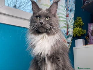 Maine Coon gatti Cucciole Maine coon - Annuncio 19