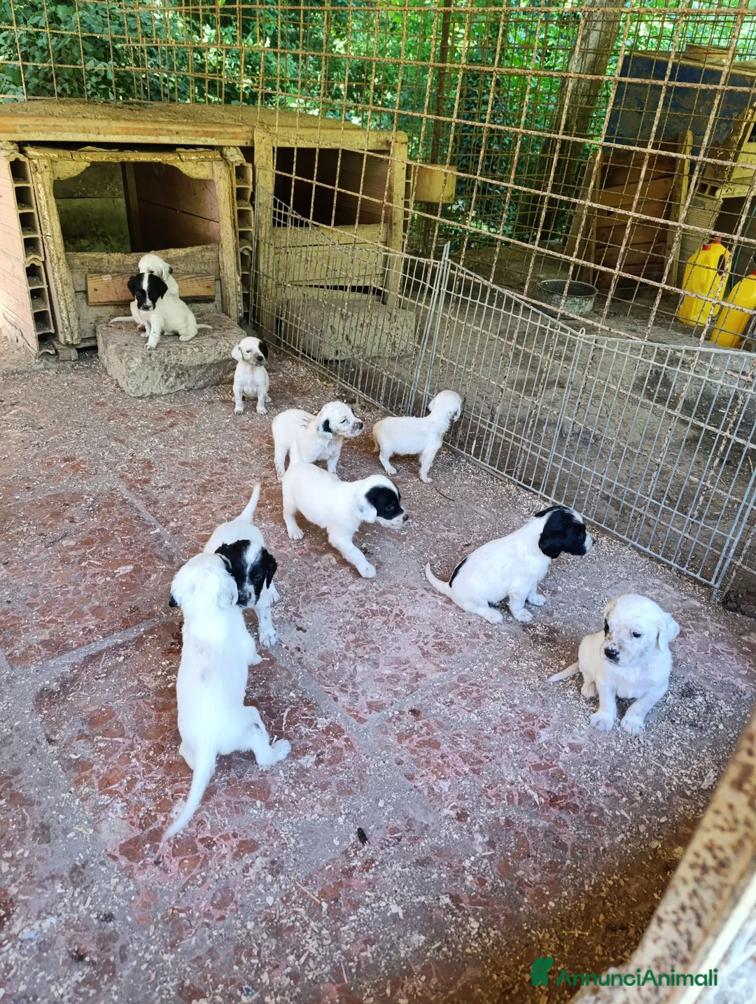 Setter Inglese cani in vendita: cuccioli di setter inglese a Provincia di Viterbo - Annuncio 3
