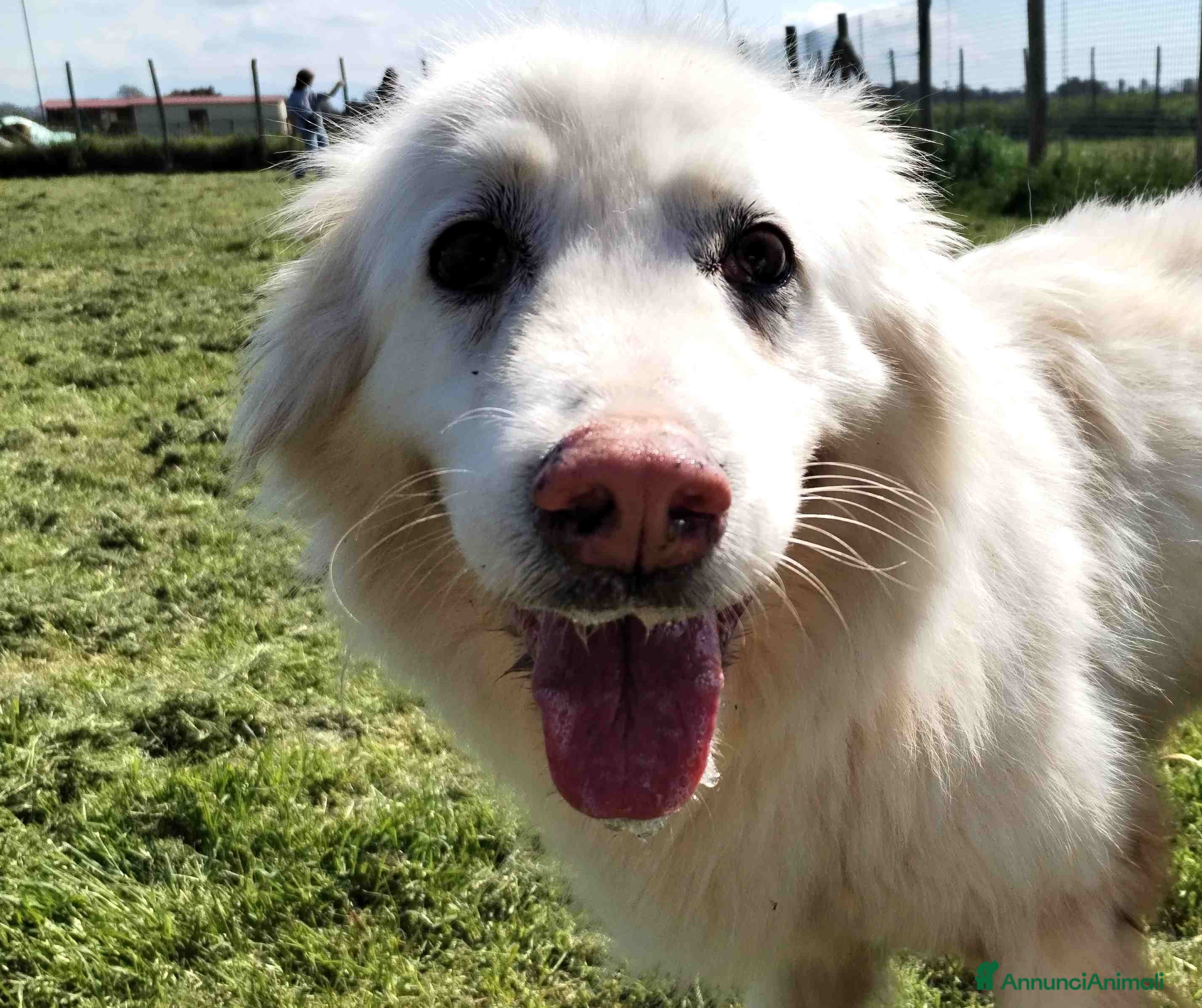 Pastore Maremmano cani Urge casa per Nonnina Cleopatra  a Provincia di Latina - Annuncio 28