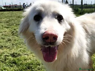 Pastore Maremmano cani Urge casa per Nonnina Cleopatra a Provincia di Latina - Annuncio 19