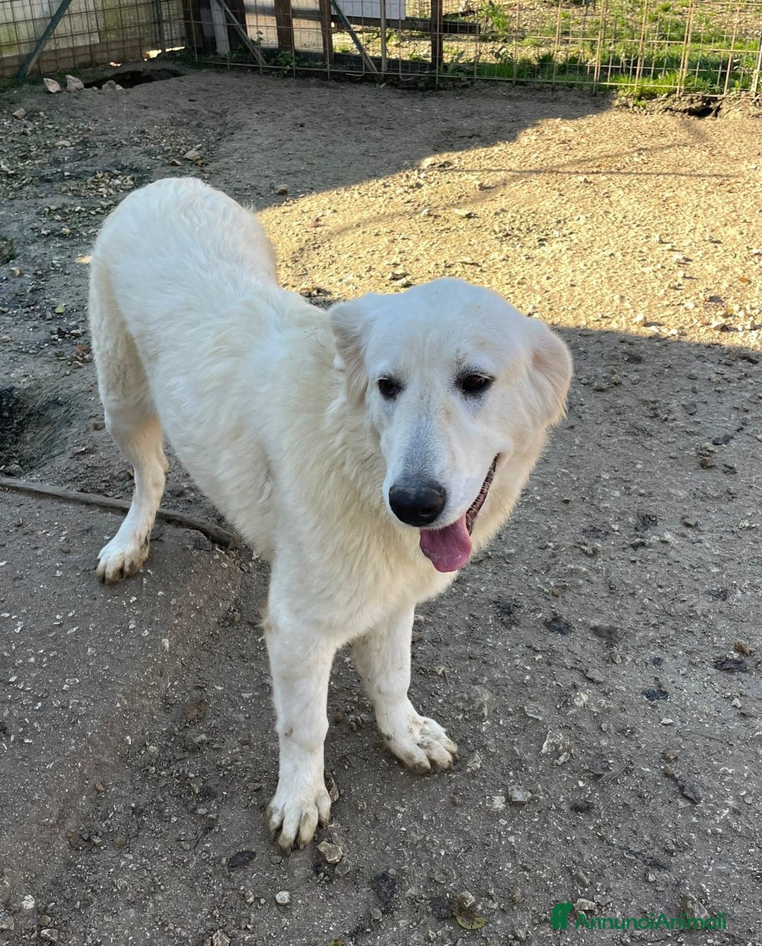 Meticcio cani in regalo: ADOTTA IL DOLCISSIMO LUCKY a Città metropolitana di Roma Capitale - Annuncio 2