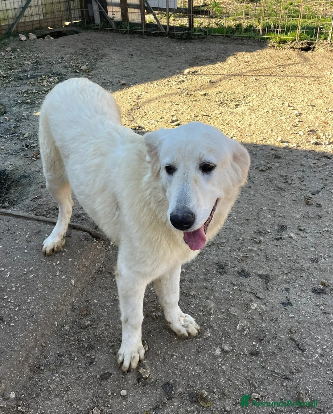 Meticcio cani in regalo: ADOTTA IL DOLCISSIMO LUCKY a Città metropolitana di Roma Capitale - Annuncio 2