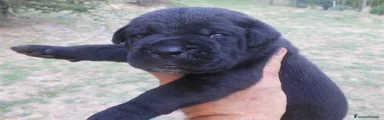 Cane Corso Cucciolo 1