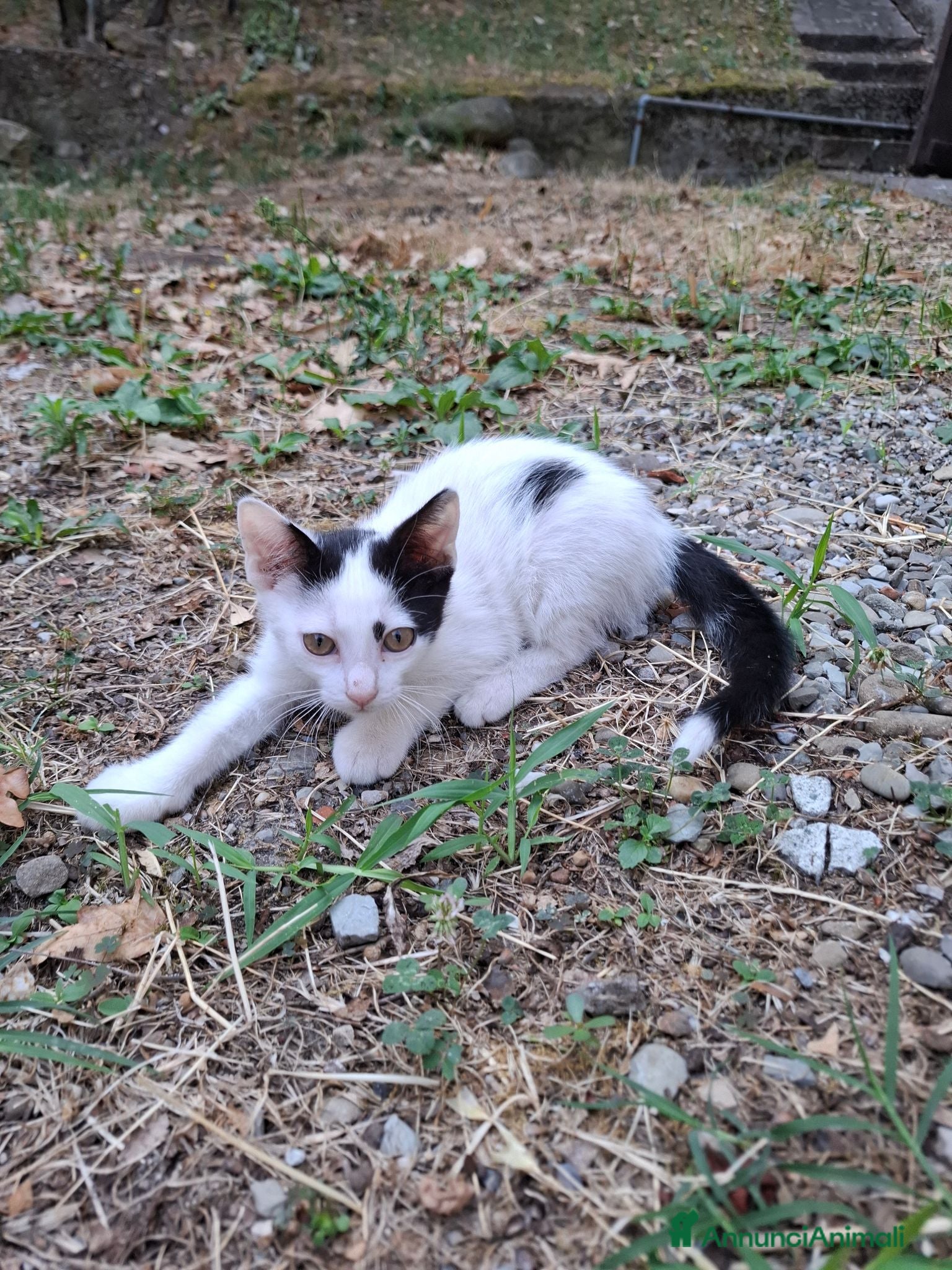 Altre razze gatti Gattino cerca casa! - Annuncio 4