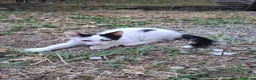 Altre razze gatti in regalo: Gattino cerca casa! a Provincia di Modena - Annuncio 1