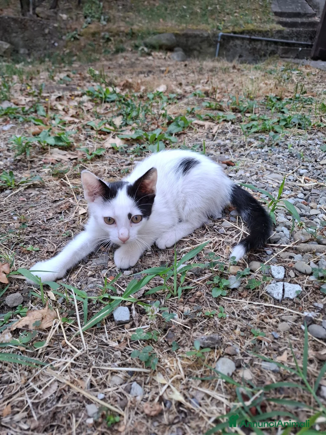 Altre razze gatti in regalo: Gattino cerca casa! a Provincia di Modena - Annuncio 1