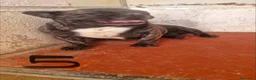 Altre razze cani in regalo: ADOZ.del💔:ex fattrici cercano calore di una casa! - Annuncio 4