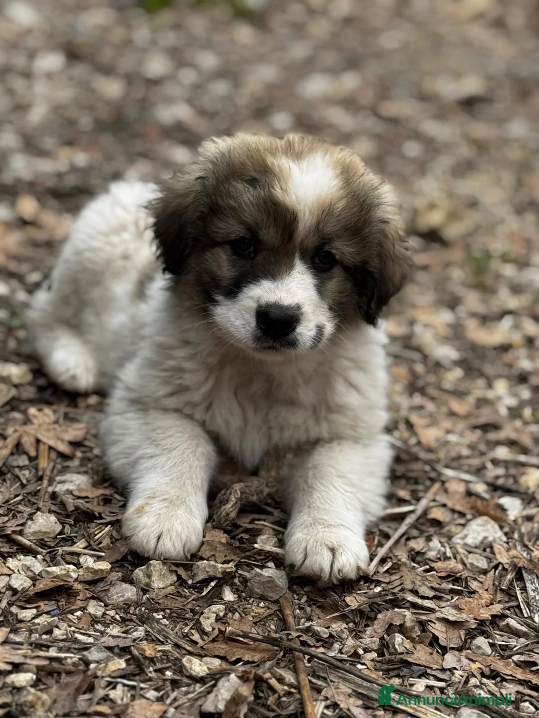 Meticcio cani in regalo: Milady a Provincia di Como - Annuncio 1