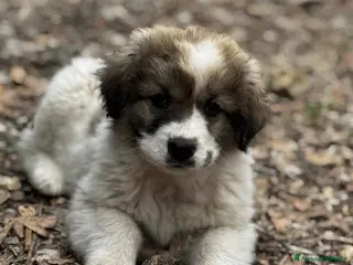 Meticcio cani Milady - Annuncio 5