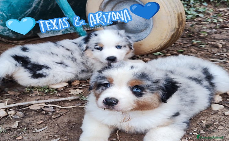 Australian Shepherd cani a Provincia di Savona - Annuncio 1