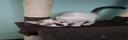 Europeo gatti in regalo: ELEOISE e PENELOPE, adorabili gattine in adozione! - Annuncio 9