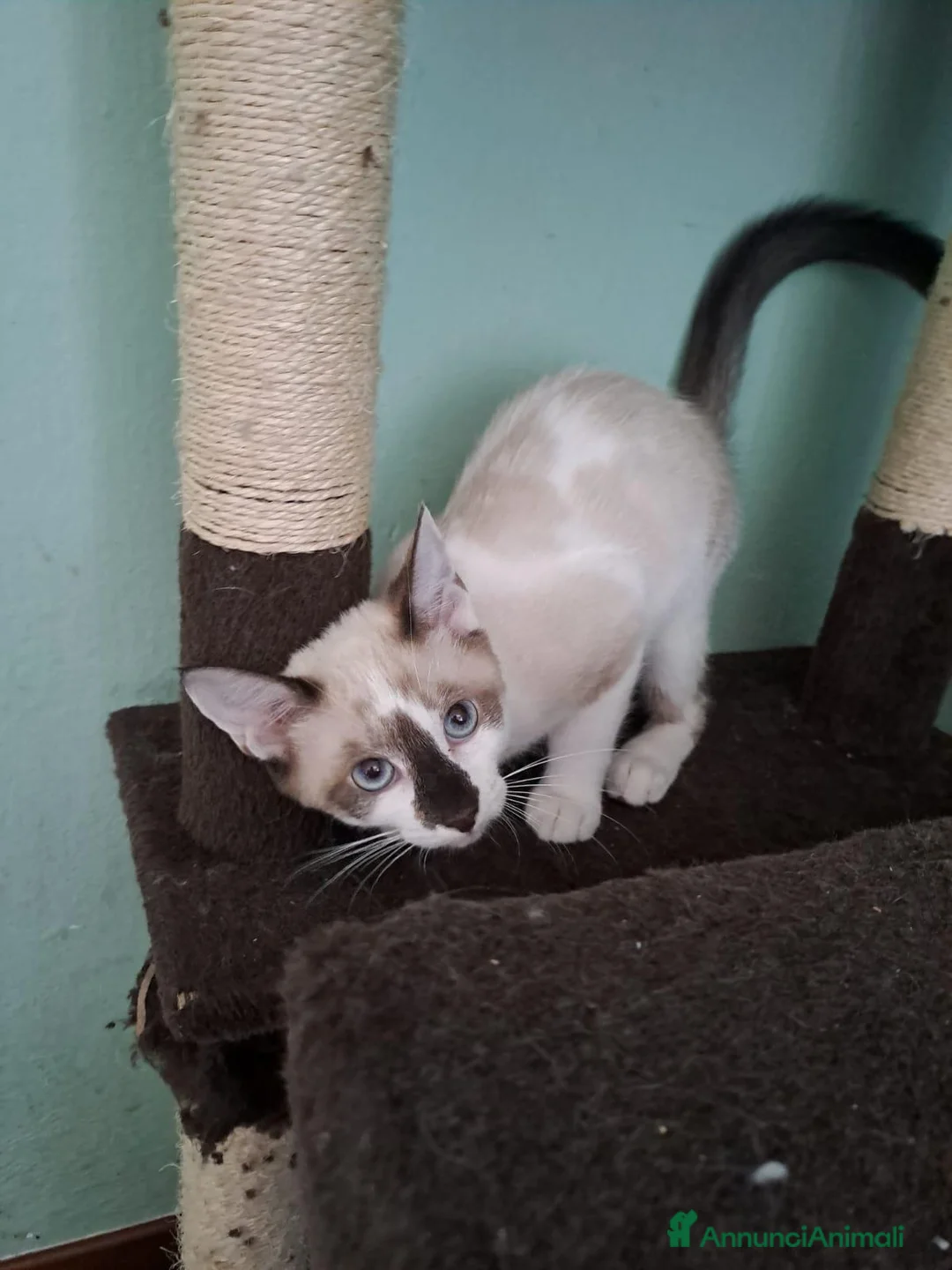 Europeo gatti in regalo: ELEOISE e PENELOPE, adorabili gattine in adozione! - Annuncio 9