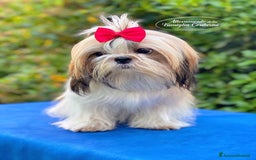 Shih Tzu cani in vendita: SHIHTZU CUCCIOLI STUPENDI <3 a Provincia di Padova - Immagine 6