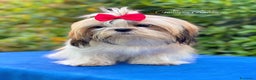 Shih Tzu cani in vendita: SHIHTZU CUCCIOLI STUPENDI <3 a Provincia di Padova - Annuncio 6
