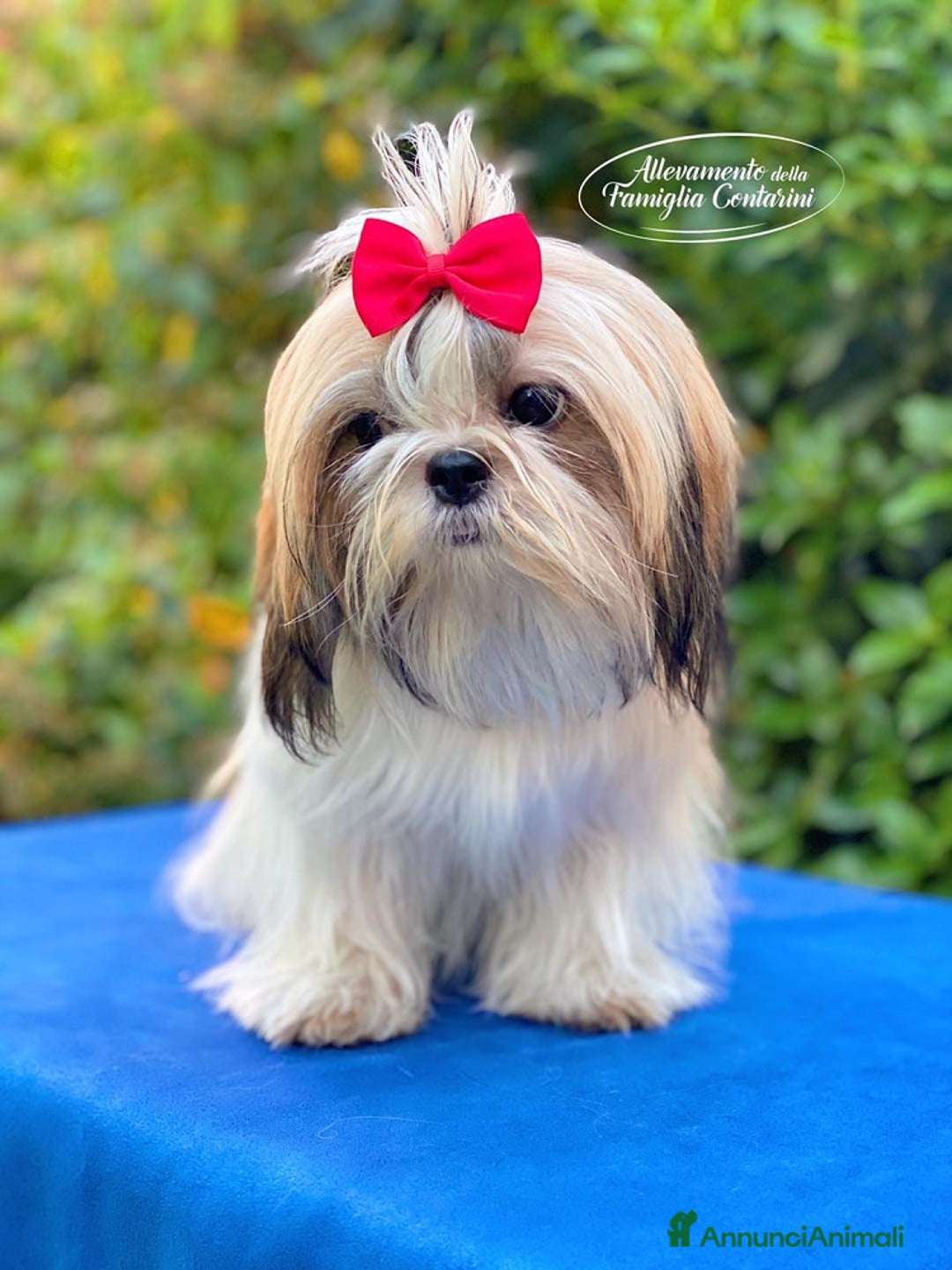 Shih Tzu cani in vendita: SHIHTZU CUCCIOLI STUPENDI <3 a Provincia di Padova - Immagine 6