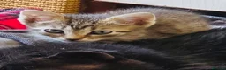Europeo gatti in regalo: Gattina 2 mesi  - Annuncio 1