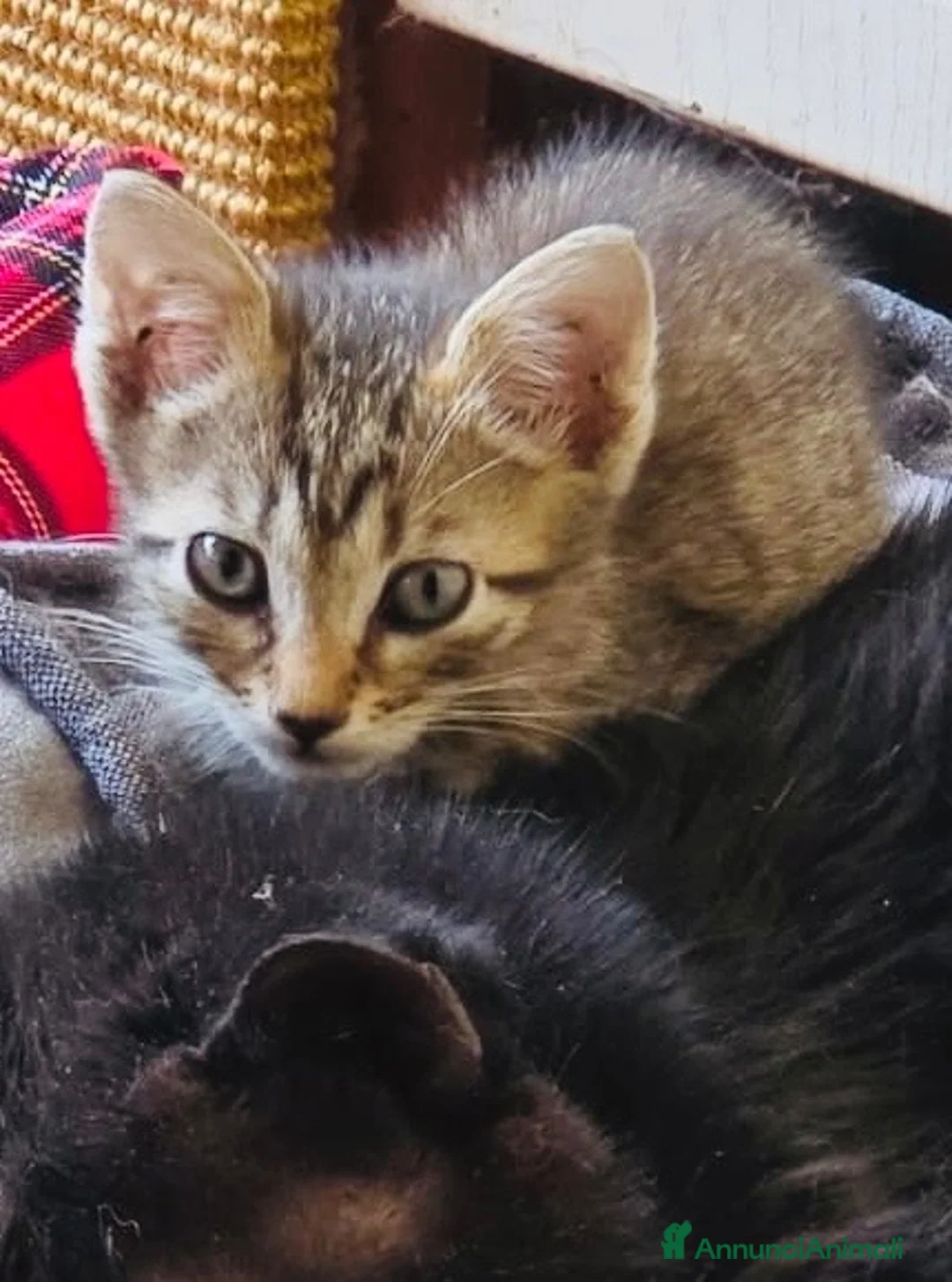 Europeo gatti in regalo: Gattina 2 mesi  - Annuncio 1
