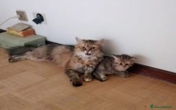 Scottish gatti in vendita: Gattini Scottish Straight  a Provincia di Modena - Immagine 28