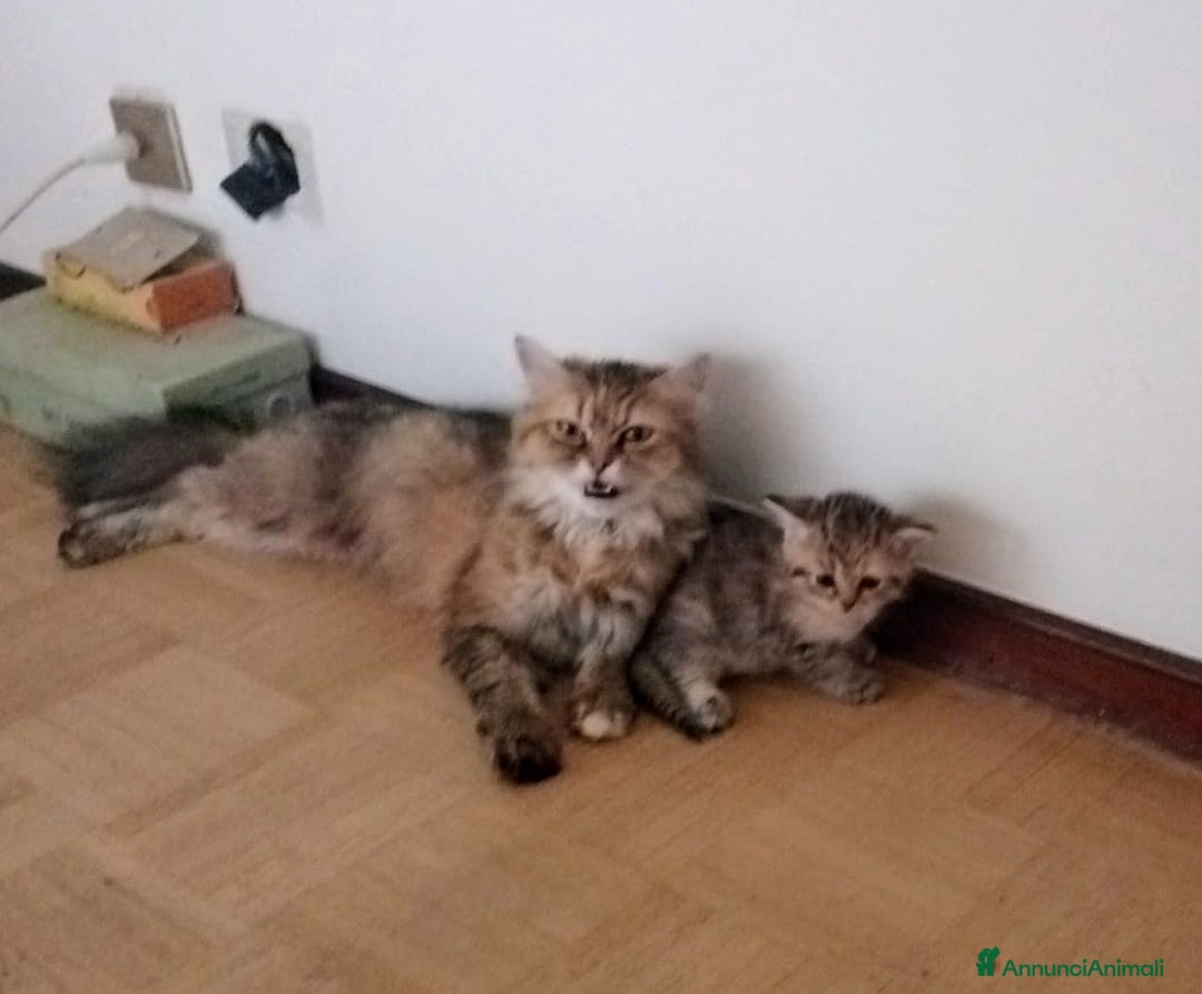 Scottish gatti in vendita: Gattini Scottish Straight  a Provincia di Modena - Immagine 28