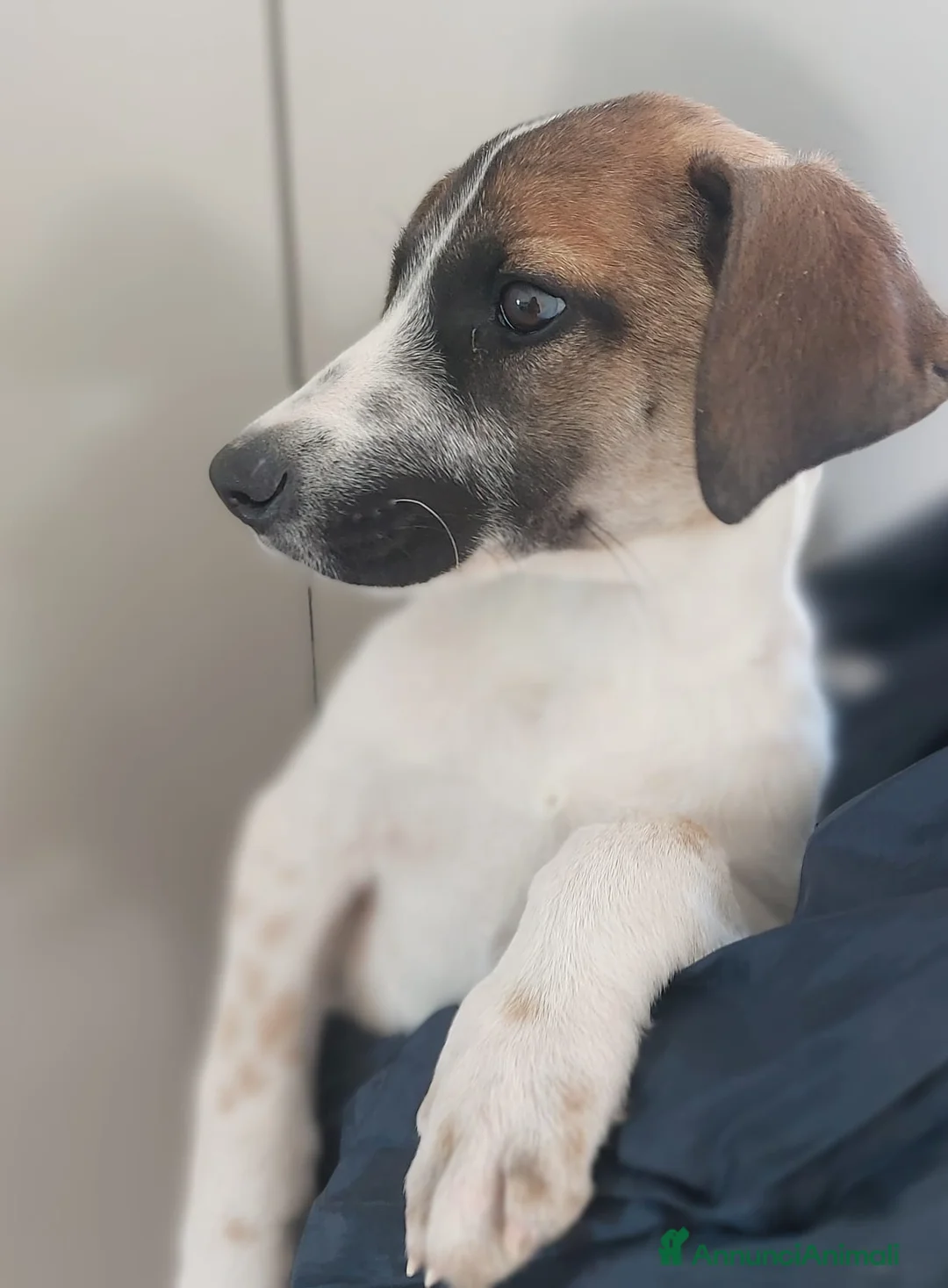 Meticcio cani in regalo: Micky cucciolo adorabile - Annuncio 7