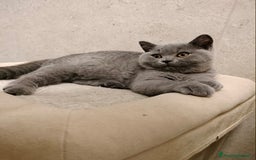 British gatti in vendita: British shorthair cuccioli  a Provincia di Verona - Immagine 4