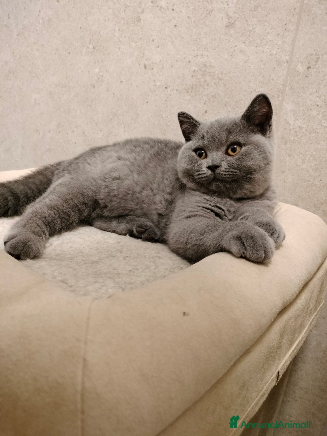 British gatti in vendita: British shorthair cuccioli  a Provincia di Verona - Immagine 4
