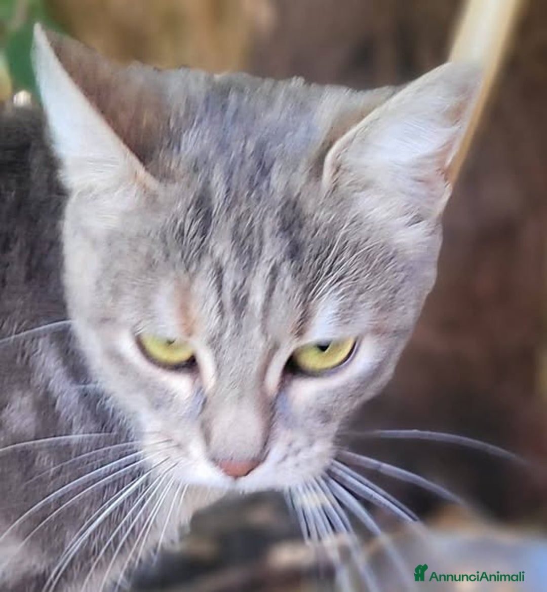 Meticcio gatti in regalo: Mitzi - Annuncio 4