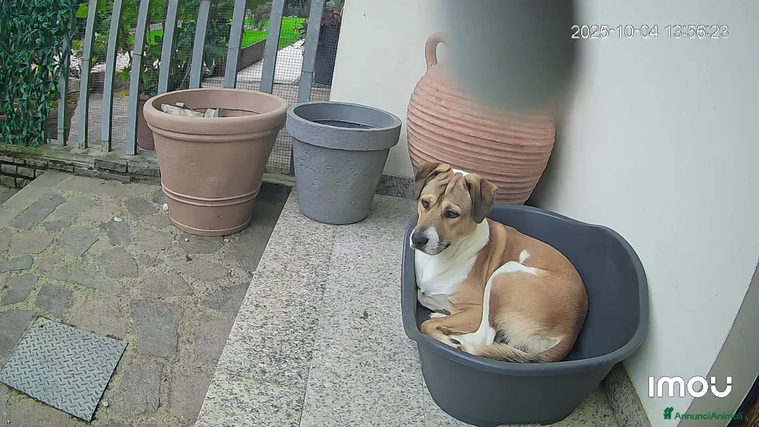 Meticcio cani in vendita: Cucciolo di taglia media microchip anni 1 - Annuncio 3