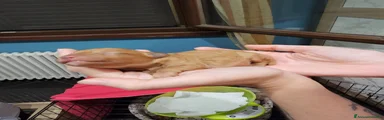 Barboncino Toy 1