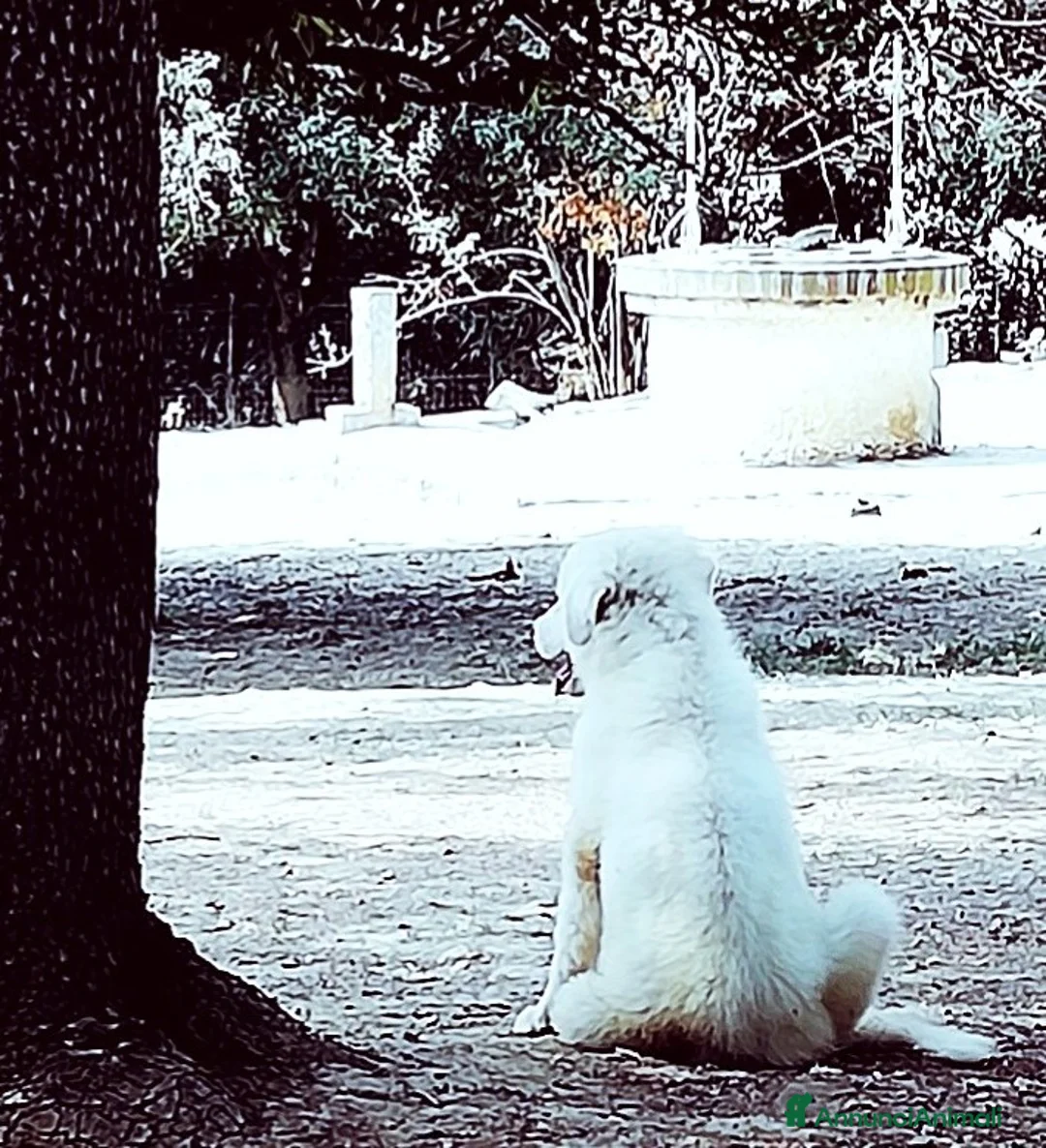 Pastore Maremmano cani in regalo: L3one, supremo cucciolo di PMA: TOP - Annuncio 6