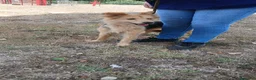 Meticcio cani in regalo: MAYA LEGATA A CATENA DA QUANDO ERA CUCCIOLA - Annuncio 3