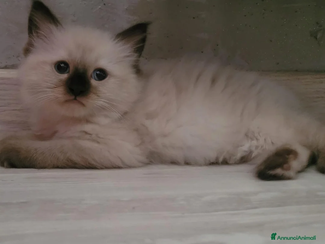 Ragdoll gatti in vendita: Ragdoll cuccioli - Annuncio 2