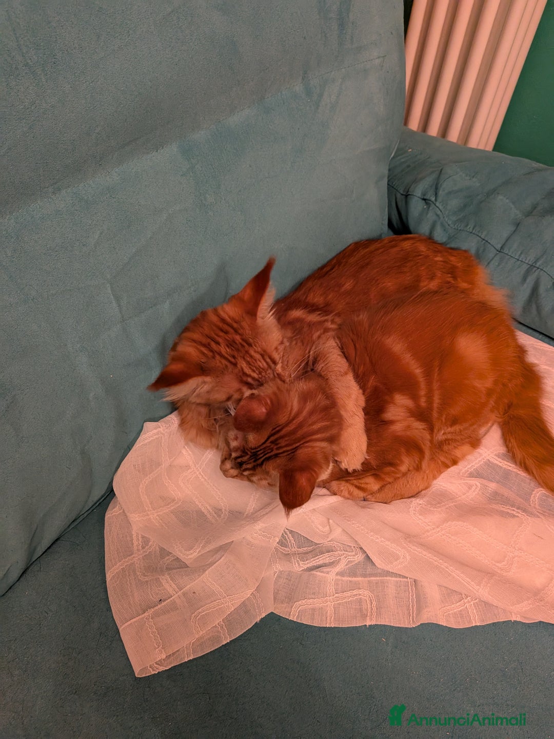 Maine Coon gatti in vendita: Cucciola Maine Coon XXL pedigree ANFI libero  - Annuncio 9