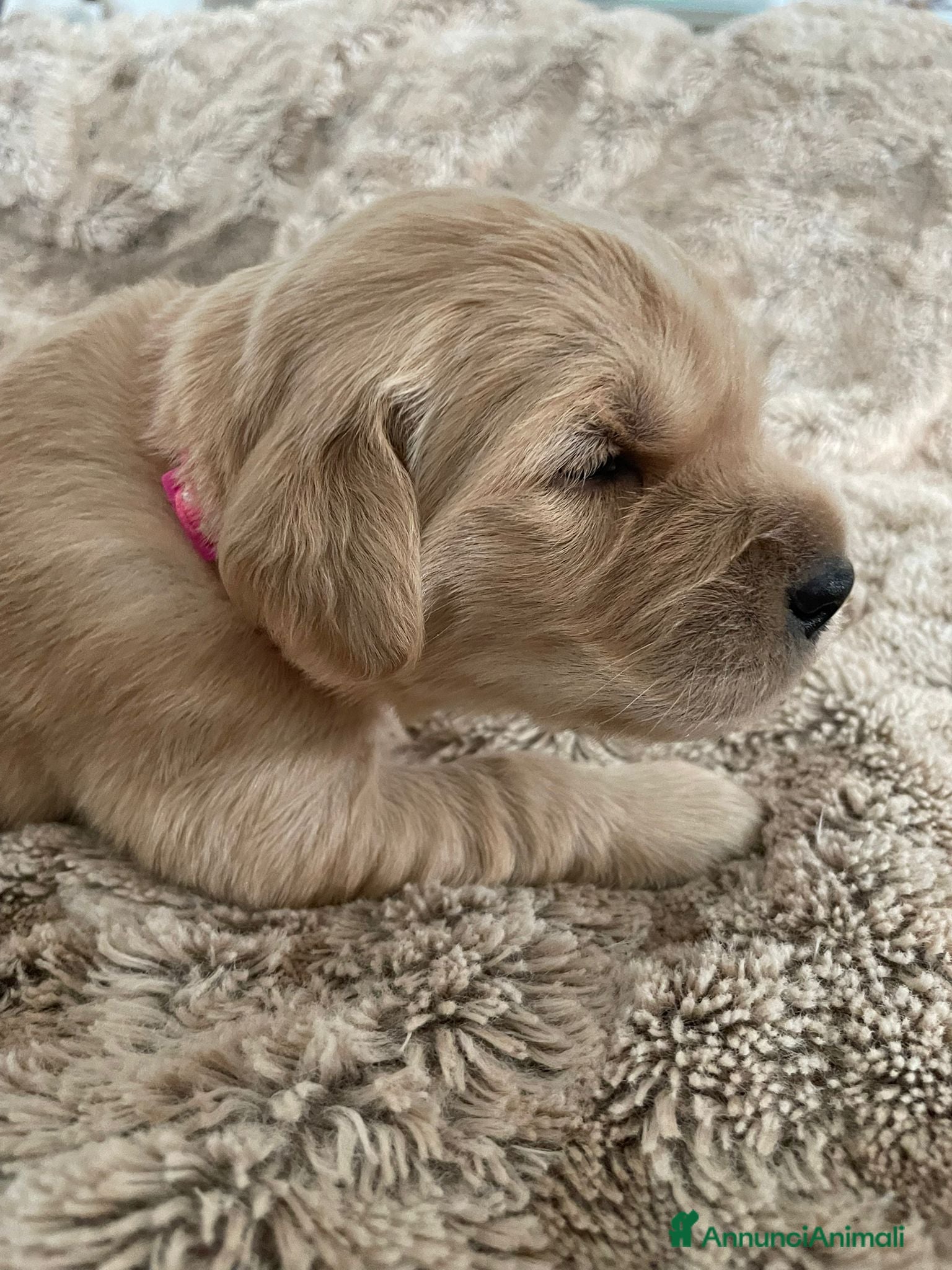 Golden Retriever cani 3 Cucciole femmina golden retriever - Annuncio 1