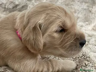 Golden Retriever cani 3 Cucciole femmina golden retriever - Annuncio 28