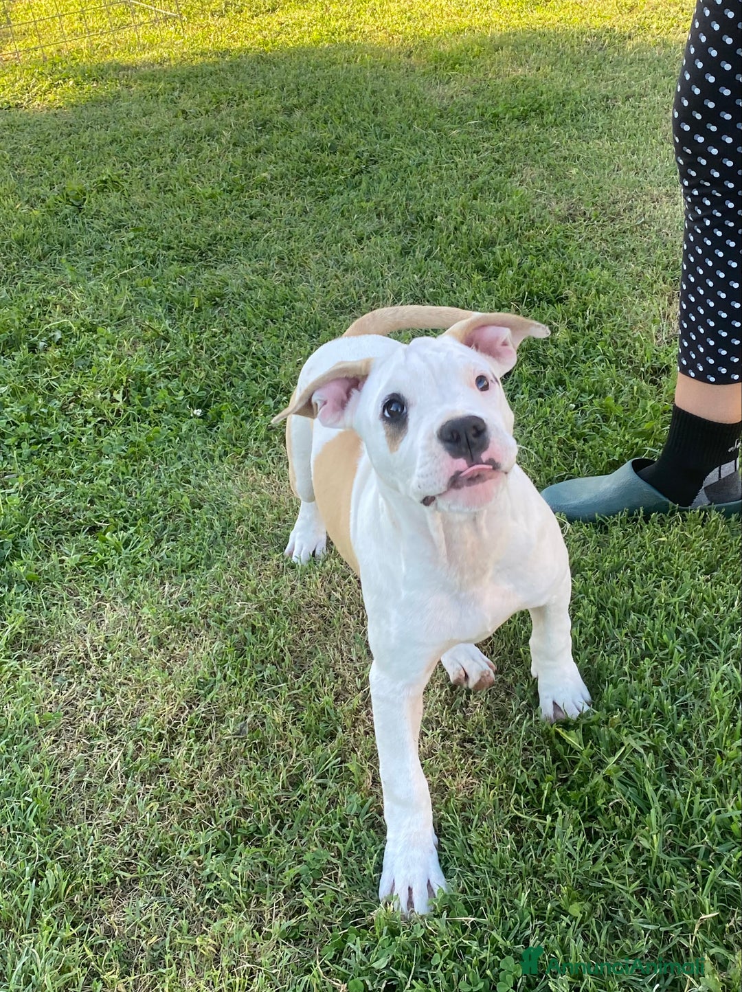 American Staffordshire cani in vendita: American Staffordshire Terrier  - Annuncio 10